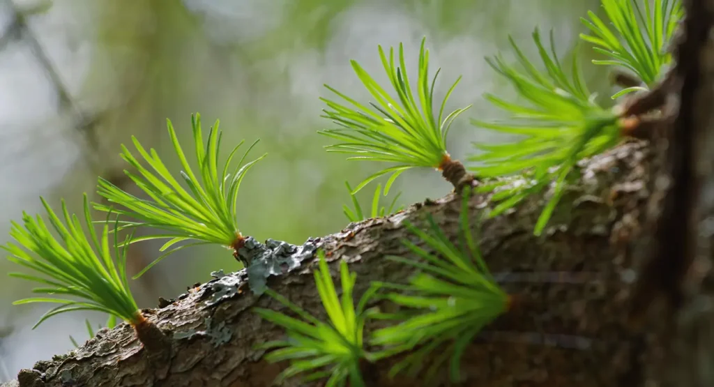 Vibrant green shoots growing along a sturdy branch as a metaphor for mental health stability and renewal.